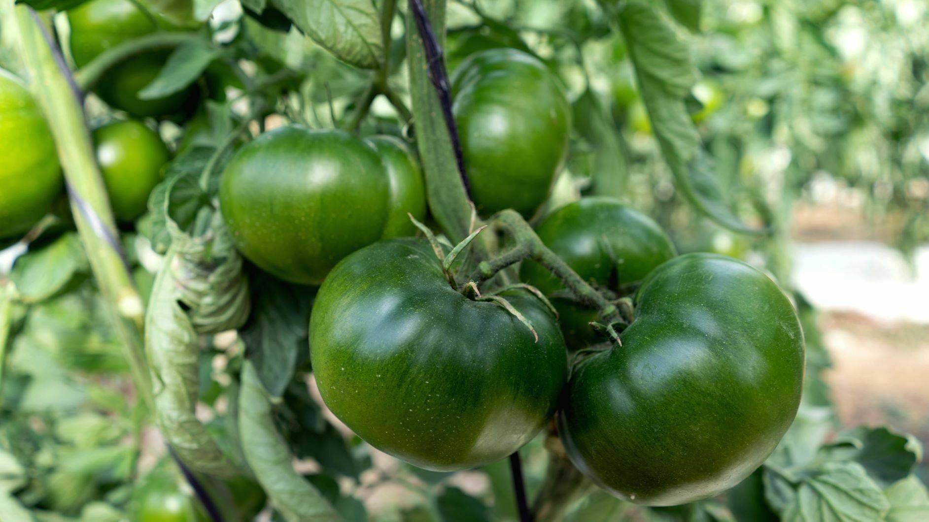 Fito-Tomate Carbonero 1|Fito-Jornada Tomate Carbonero 2|Fito-Jornada Tomate Carbonero-3